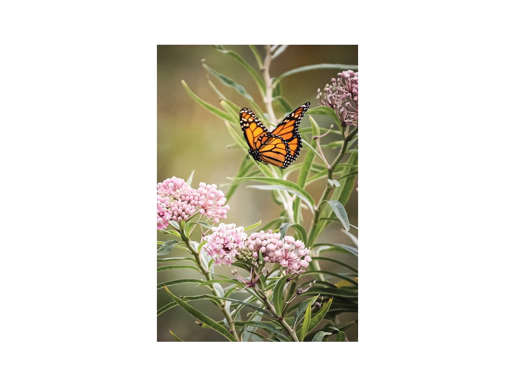 Motyl monarcha width400 3