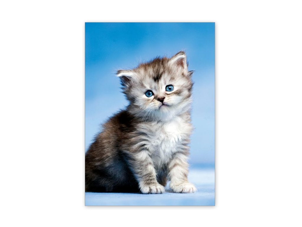 15524 2 pohlednice modrooke kote