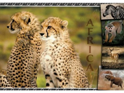 12113 2 pohlednice gepard